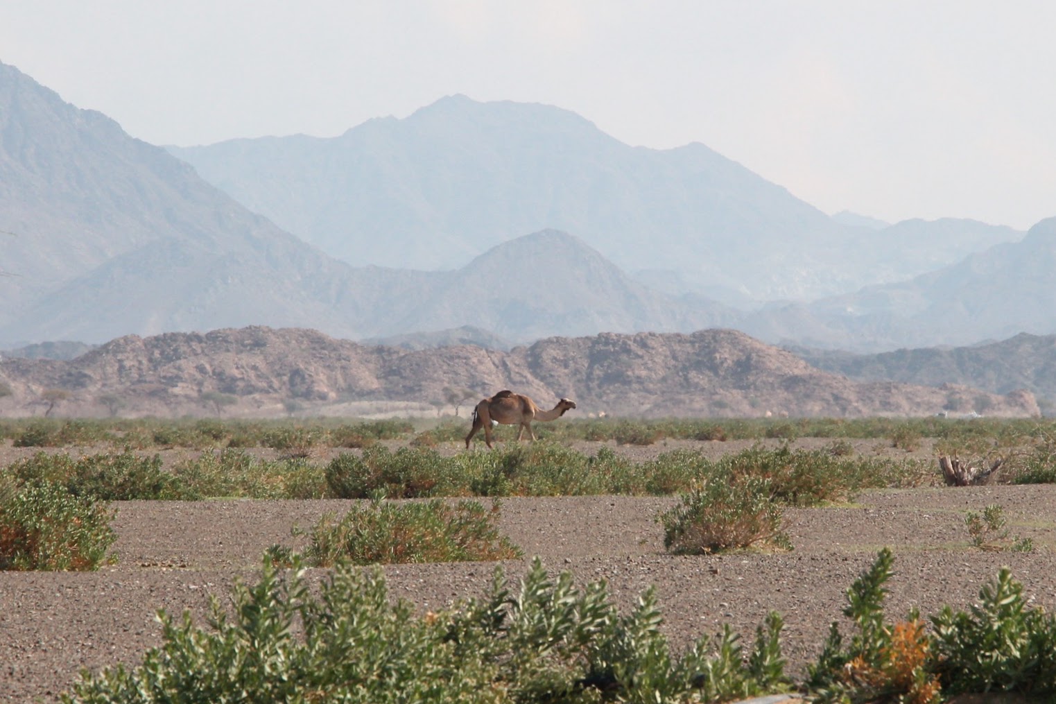 distant_camel_image