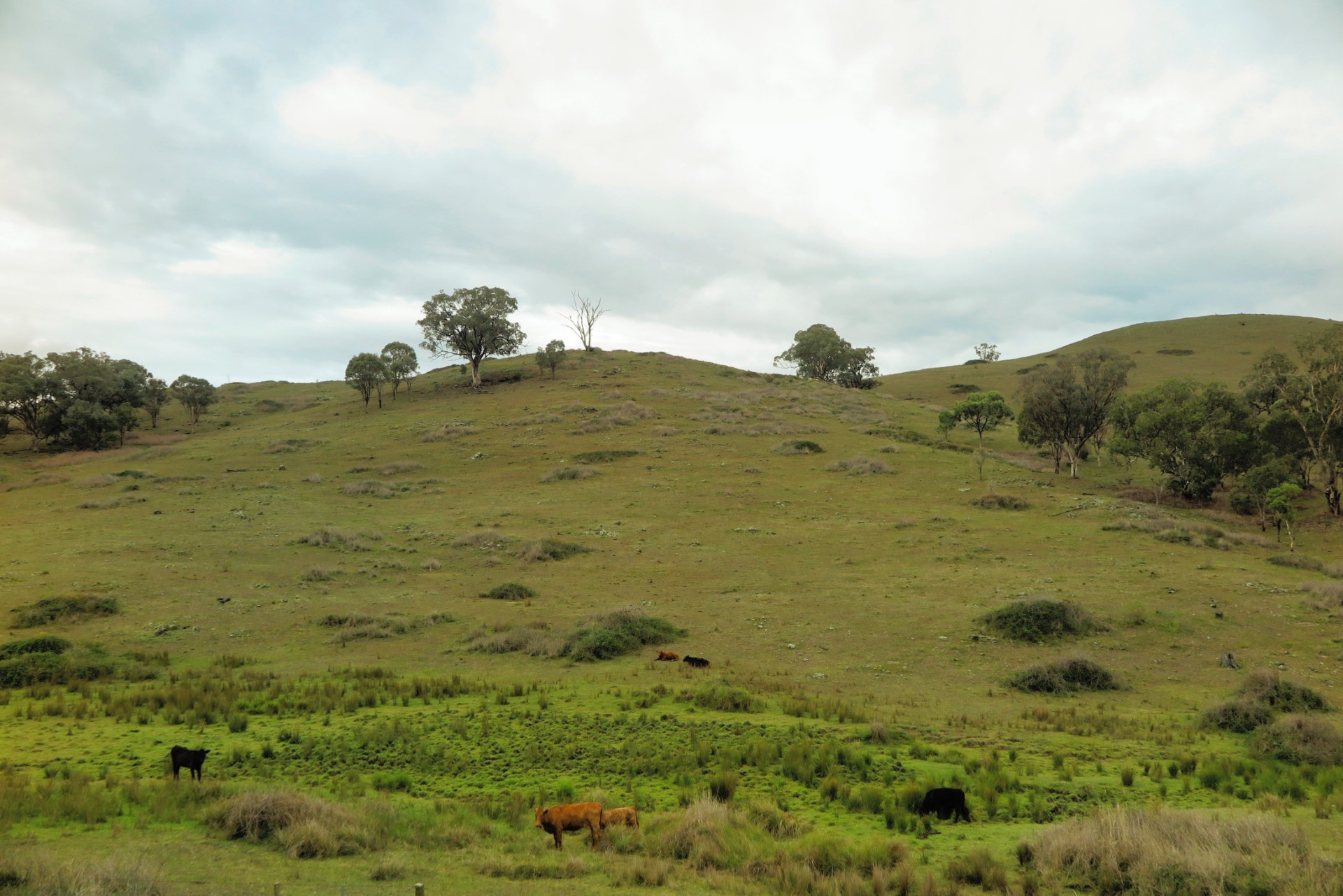 rolling_hills_image