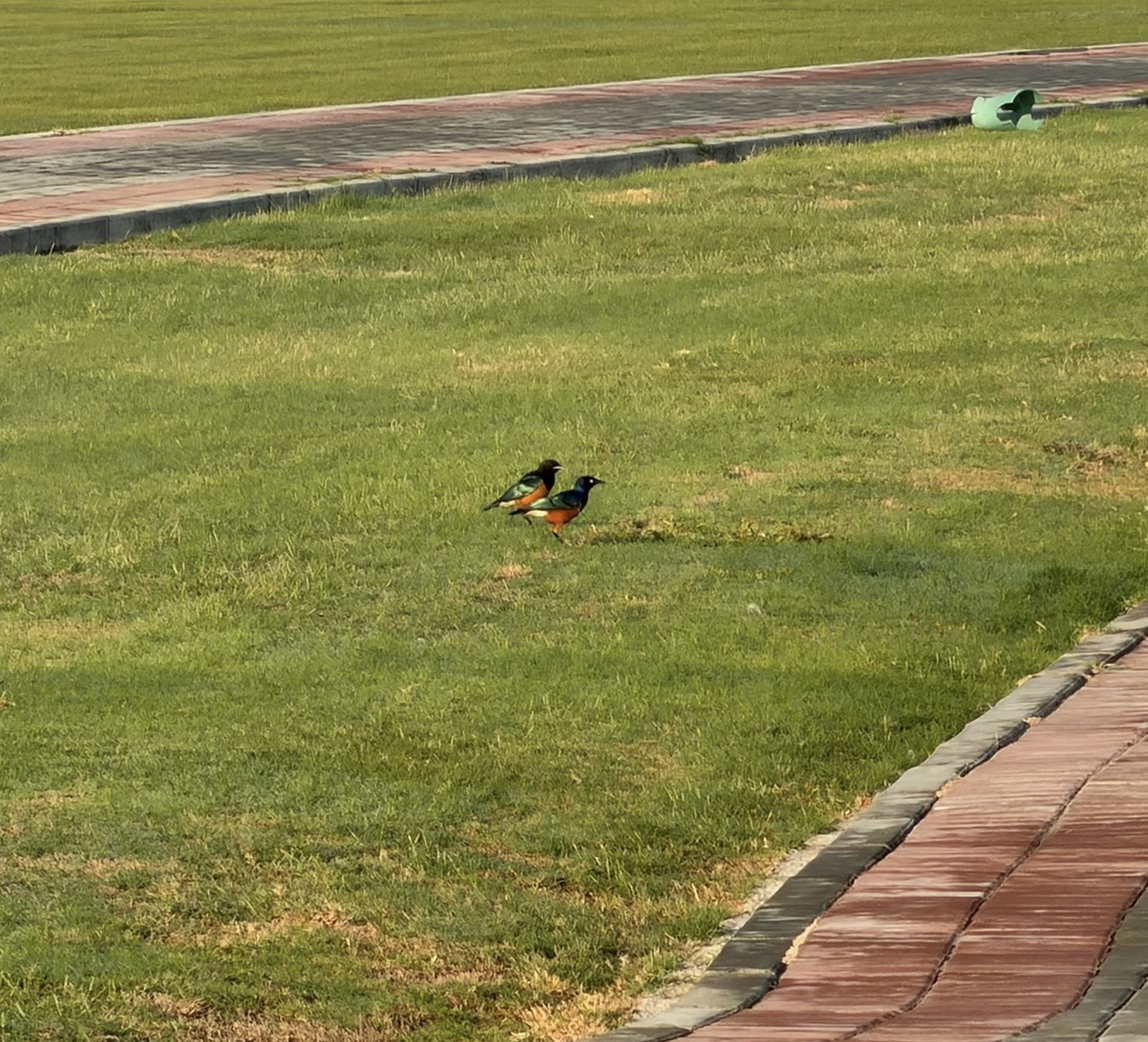 superb_starlings_image